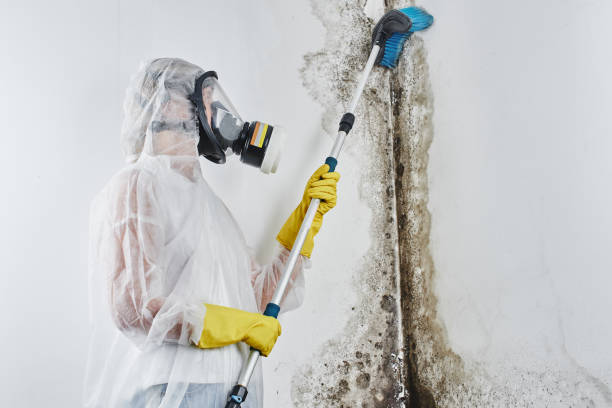 Best Black Mold Removal  in Aberdeen, ID