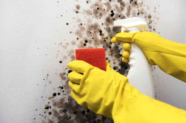 Best Mold Cleaning Services  in Aberdeen, ID