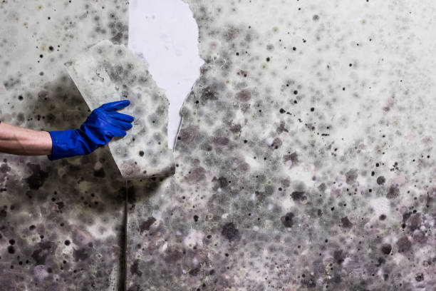 Best Office Mold Removal Services  in Aberdeen, ID