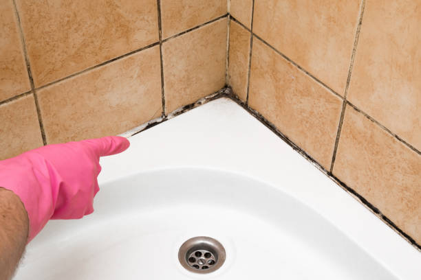 Best Mold Removal Near Me  in Aberdeen, ID